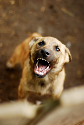 iStock_000010039395XSmall